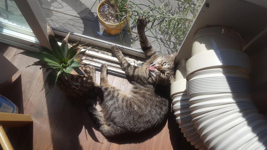 yawning with her eyes open (terrifying) yawning with her eyes open (terrifying)