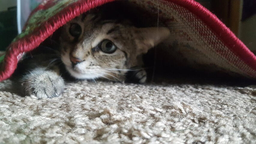 carpet beetle carpet beetle