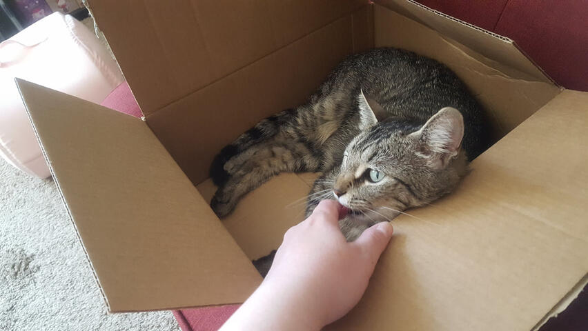 licky licky